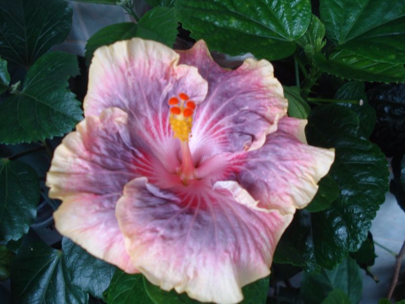  - HIBISCUS 2017