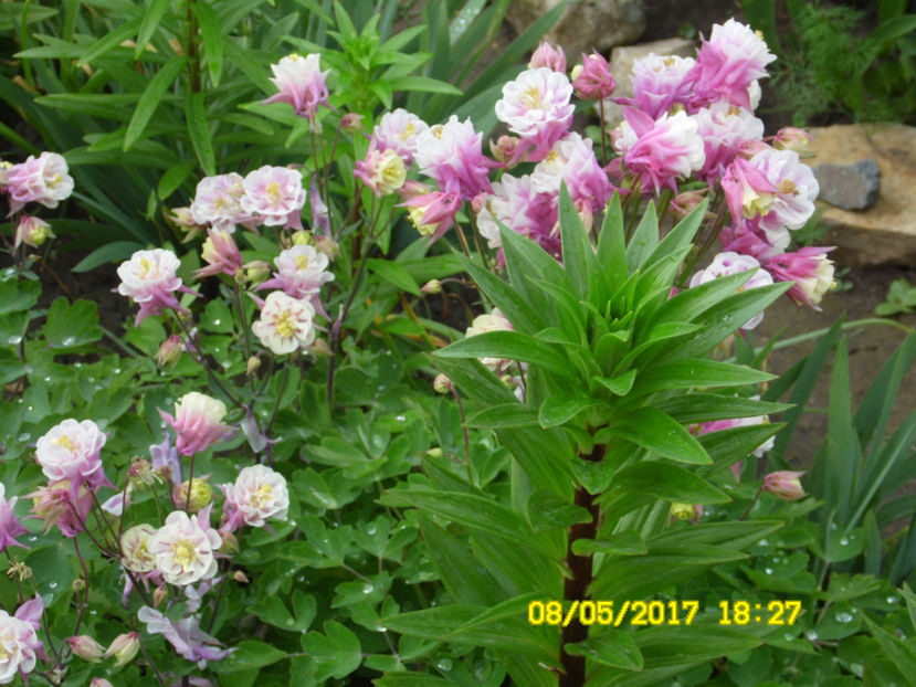 SAM_1276 - MARTIE-APRILIE 2017