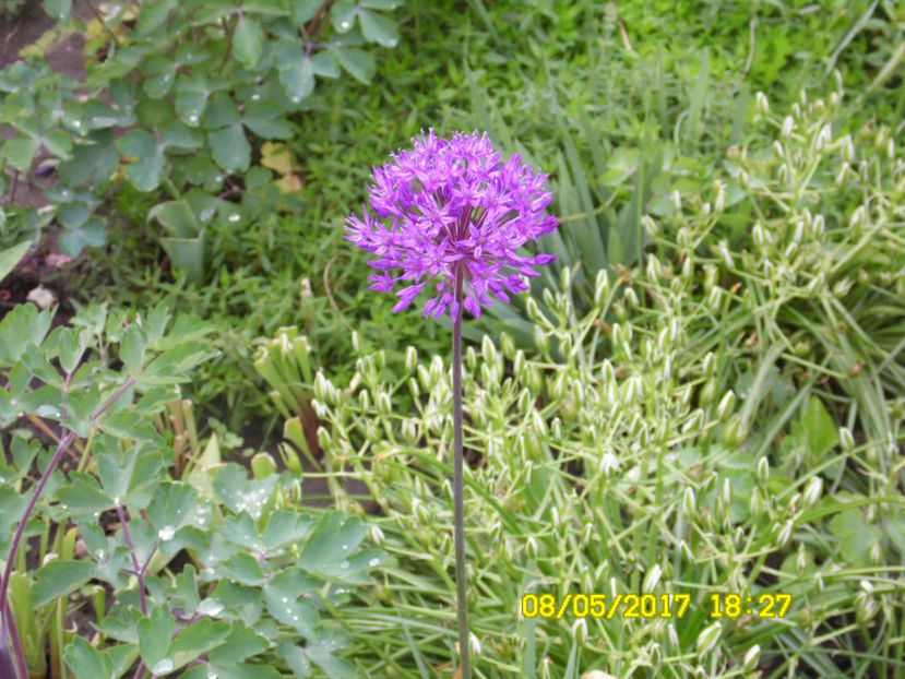 SAM_1278 - MARTIE-APRILIE 2017