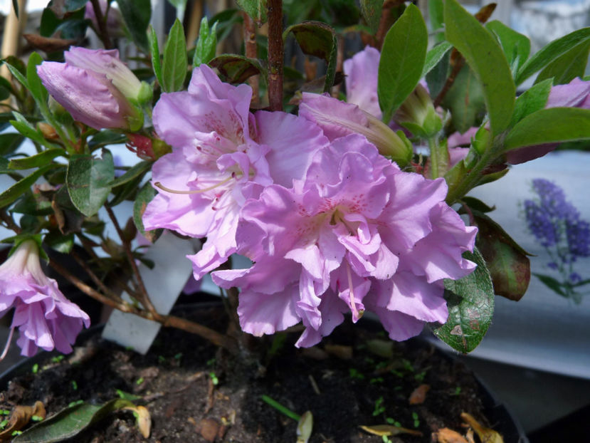  - Azalee si Rhododendroni