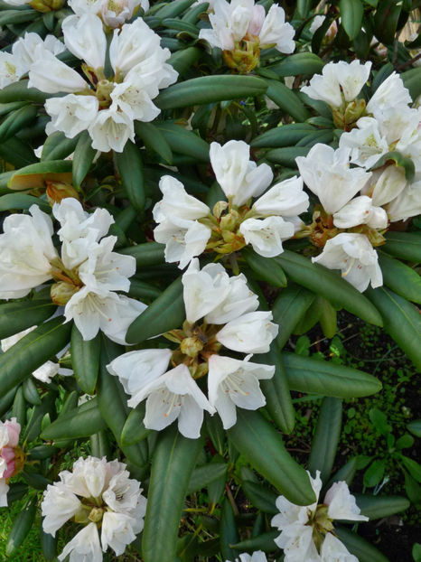  - Azalee si Rhododendroni