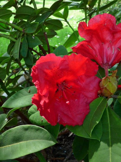  - Azalee si Rhododendroni