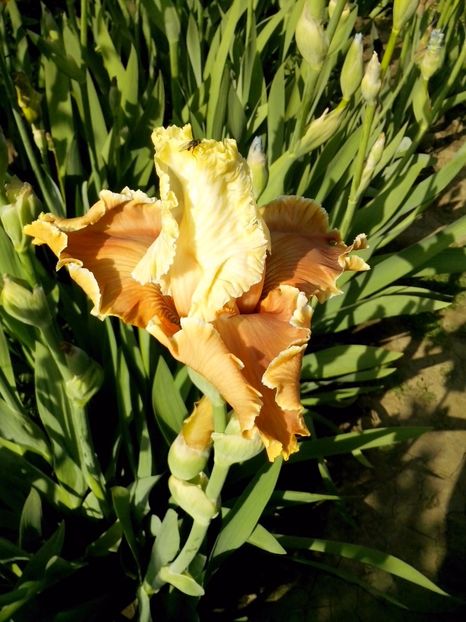 English charm - IRISI