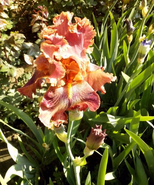 Ruffled cooper sunset - IRISI