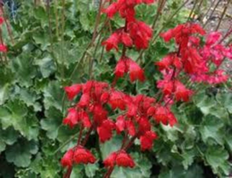 heucherella leuchtkafer - 0 Heuchere achizitii