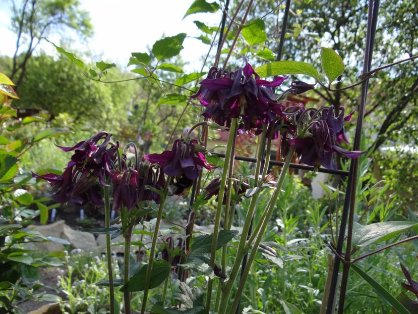 aquilegia yabeana - Zile de mai
