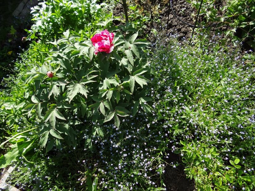 primul bobocel si prima floare... - Zile de mai