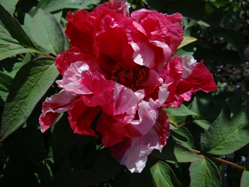 Dao Jin - Zile de mai