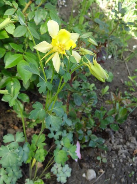 ...Yellow Queen ! - Zile de mai