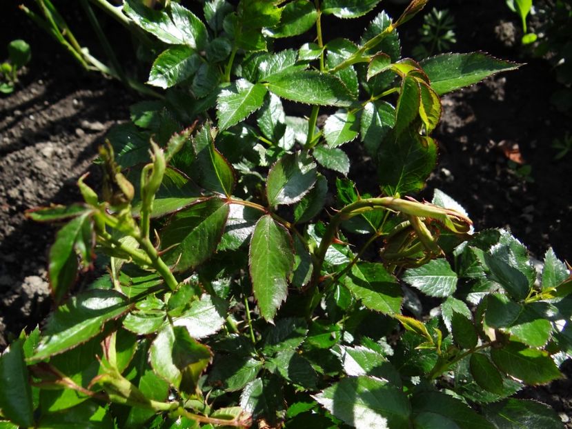 i-am tratat cu Mirage, Novadim si ingrasamant foliar - Zile de mai
