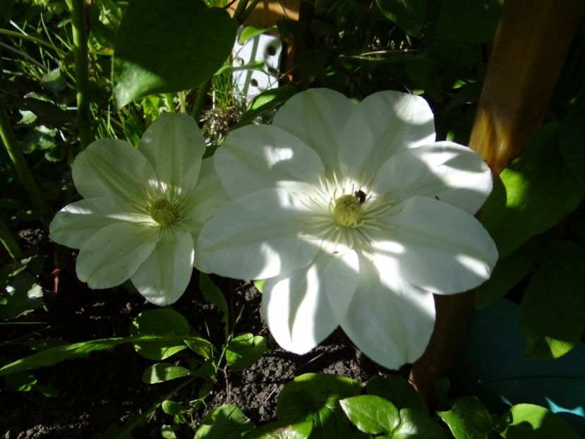 ...este Duchess of Edinburgh - Zile de mai