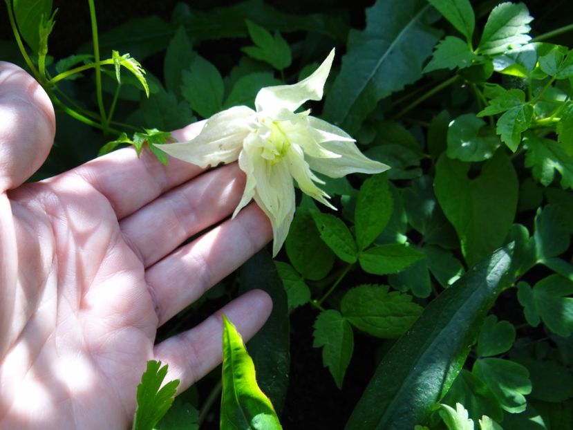 Lemon Dream-prima floare :) - Zile de mai