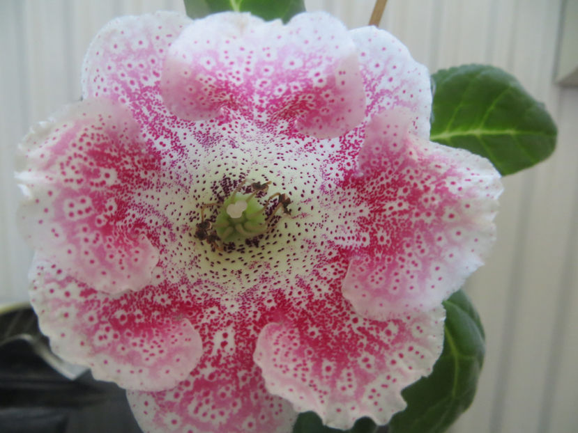 tigrina red L - gloxinii 2017