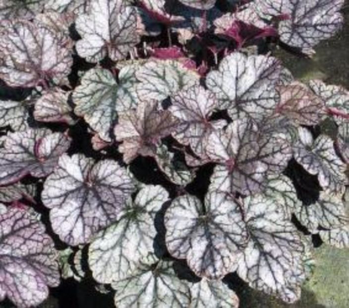 neptune  ciocolată-violet frunze cerateZ1305Z1545 - 0 Heuchere achizitii
