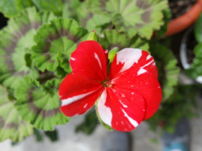 Happy of new life - muscate