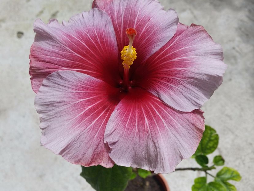 Tahitian purple queen - Colectia mea de hibiscusi