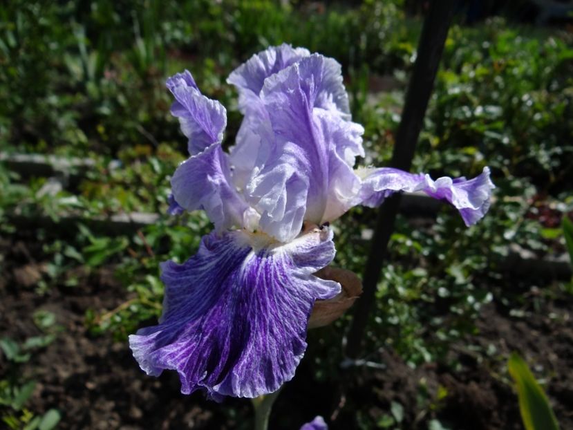 Iata si ...2017 - Irisi