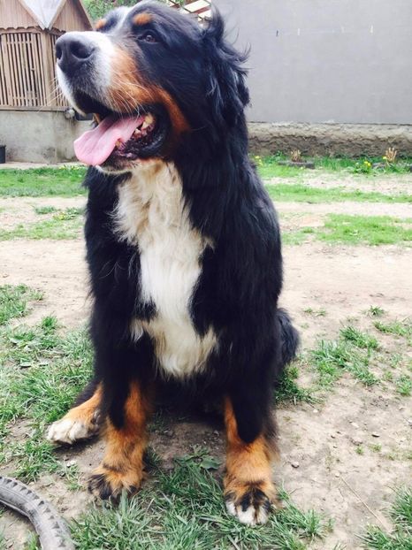 18553012_1318352251551737_1845730512_o - 10-PAZA PORUMBEILOR-LORD