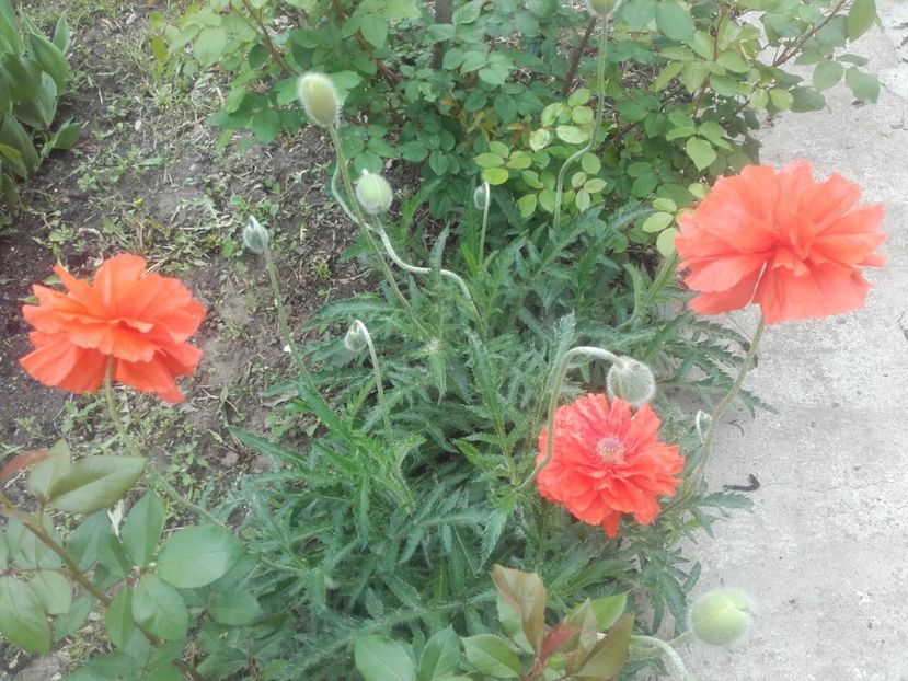  - ALTE FLORI