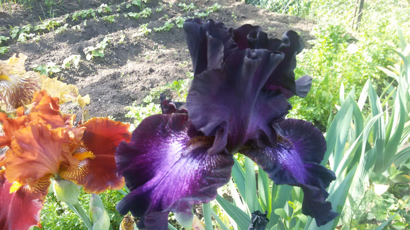 tmp_21898-20170516_100917-152746900 - irisi 2017