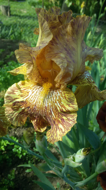 tmp_21898-20170516_100835866990742 - irisi 2017