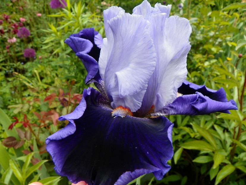 Belle de Nuit - Irisi 2017