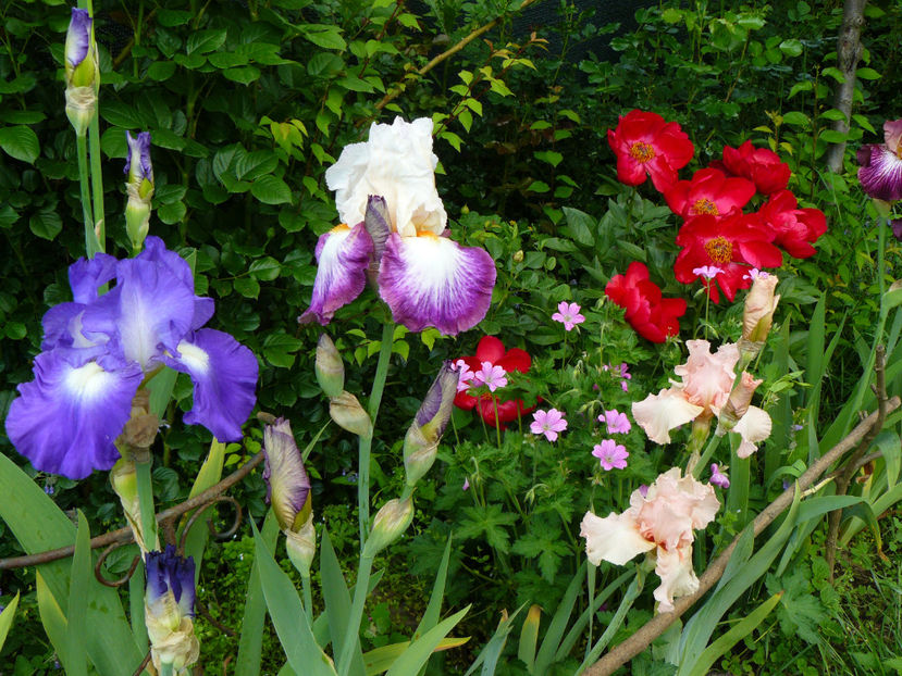 City light, Bold Fashion,Elime Nicholson iris - 2017_Irislandia si Bujori 2017