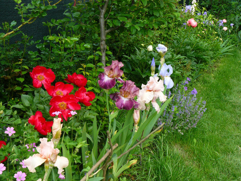 View 16mai - 2017_Irislandia si Bujori 2017