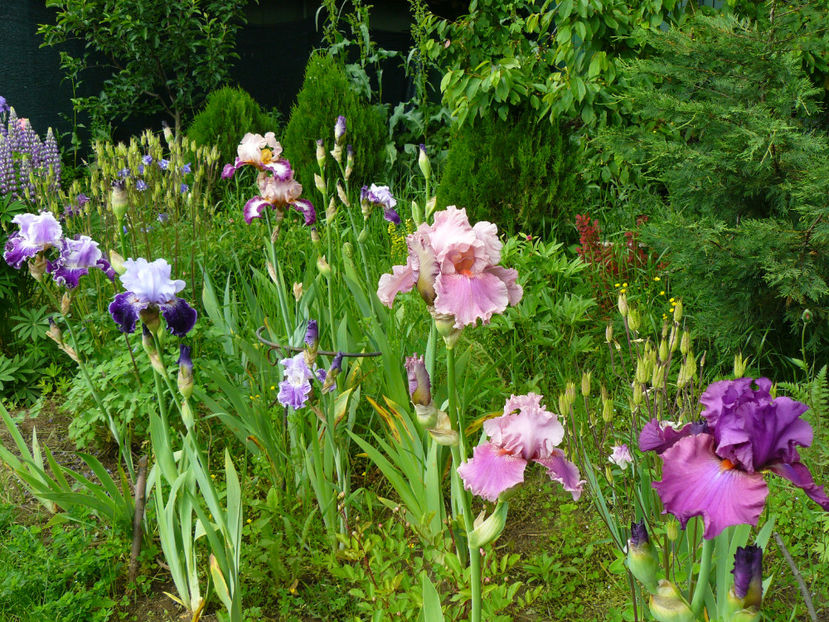 Aleea Irislandia - 2017_Irislandia si Bujori 2017