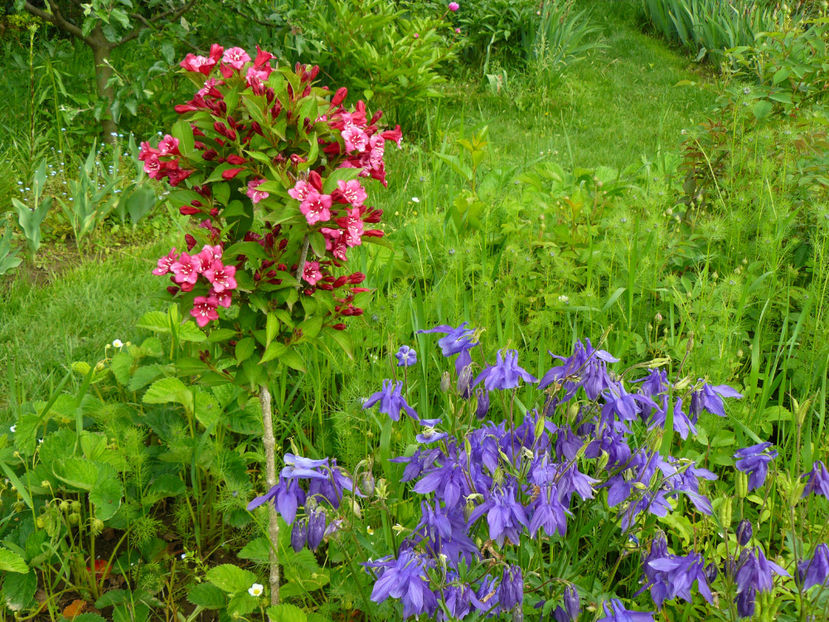 Weigelia Bristol Ruby - 2017_Irislandia si Bujori 2017