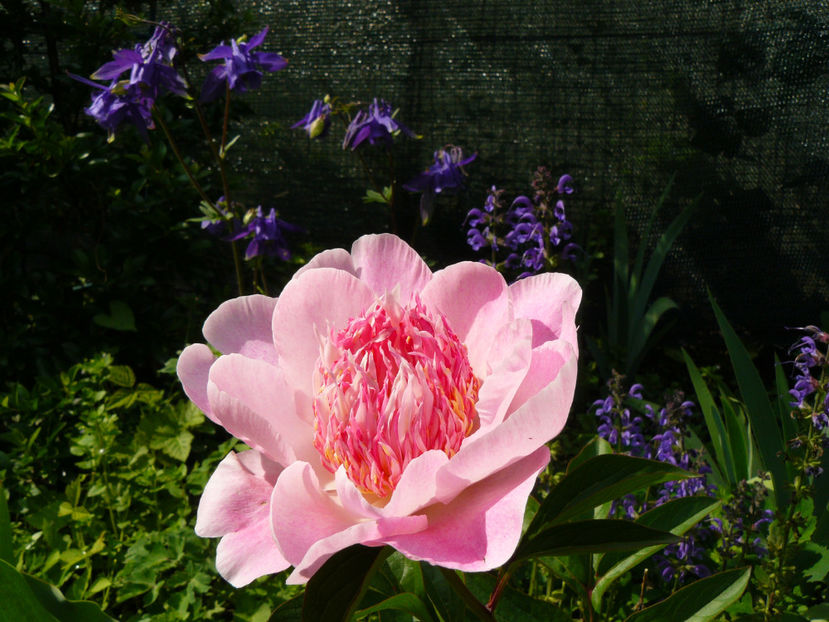 Do Tell - 2017_Irislandia si Bujori 2017