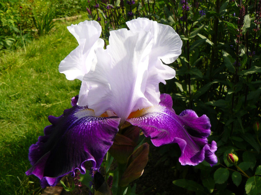 Royal Storm - 2017_Irislandia si Bujori 2017