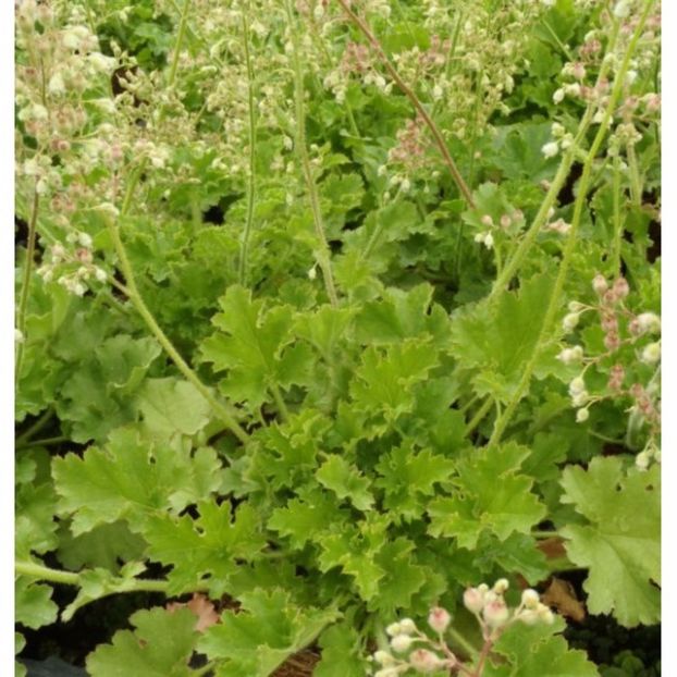 heuchera-hybrid-malachite-g-9 - 0 Heuchere achizitii