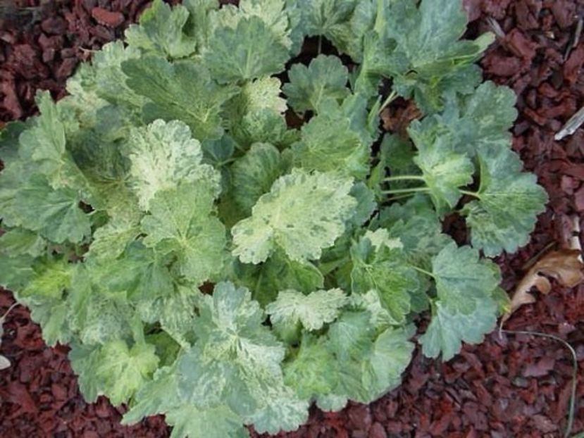 Heuchera infinity - 0 Heuchere achizitii