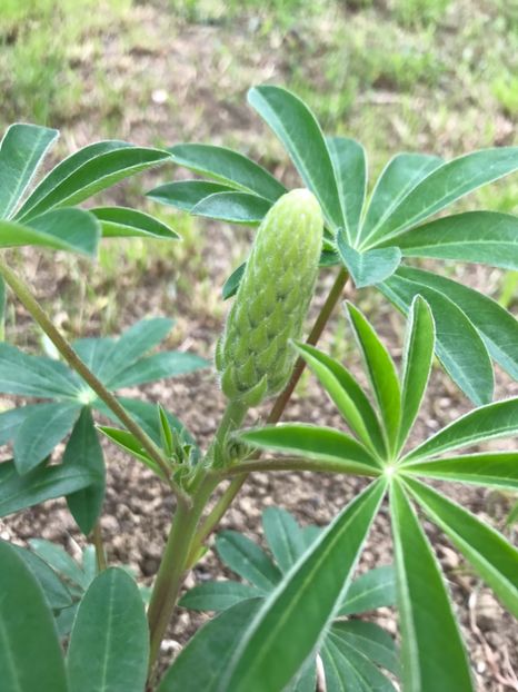 Lupin - 16.05.2017 - Gradina 2017
