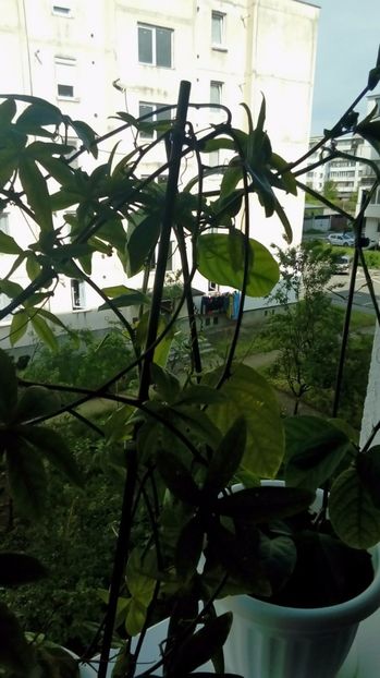 P_20170516_173739_1_NT_p - Passiflora