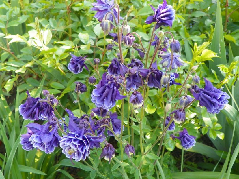 16 mai (61) - Aquilegia 2017