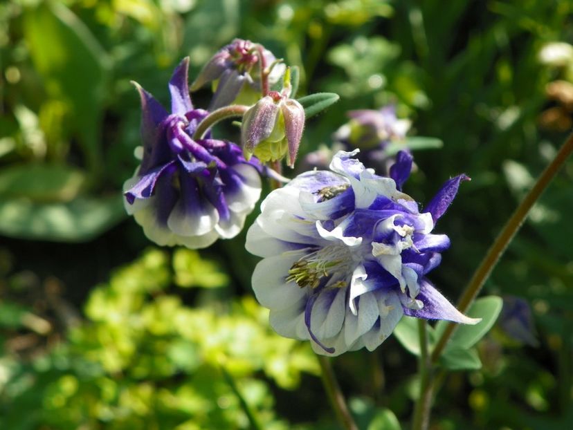 16 mai (63) - Aquilegia 2017