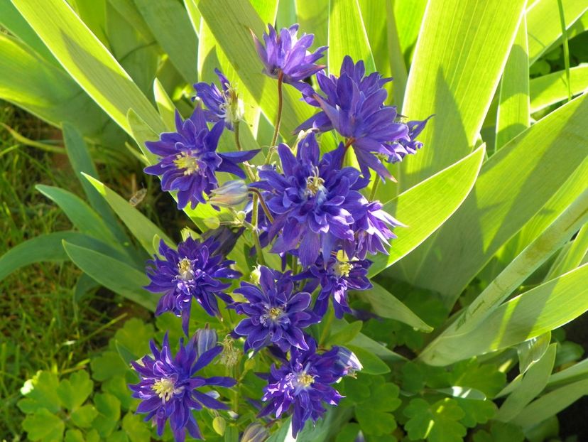 16 mai (65) - Aquilegia 2017