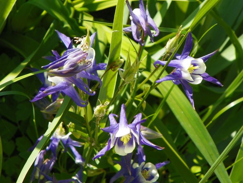 16 mai (66) - Aquilegia 2017