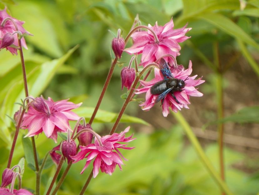 16 mai (77) - Aquilegia 2017