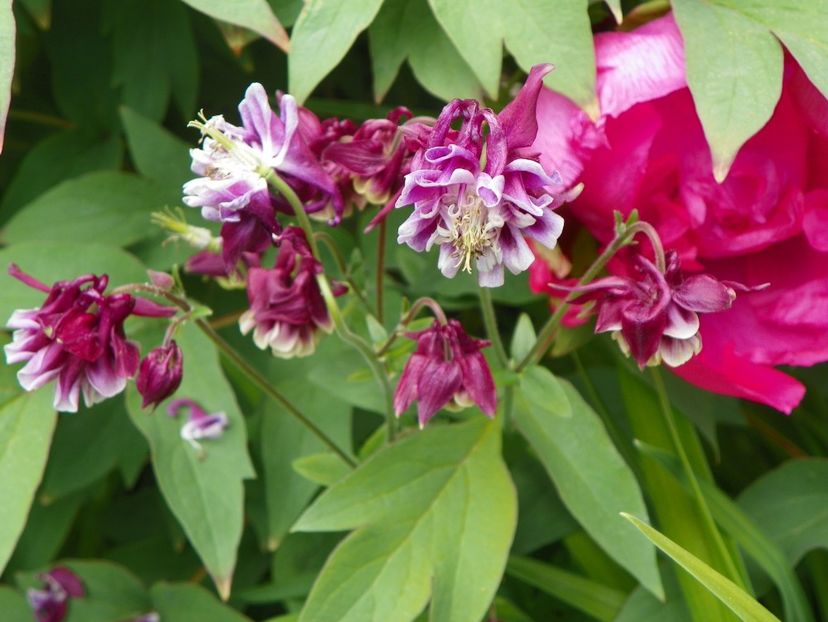 16 mai (79) - Aquilegia 2017