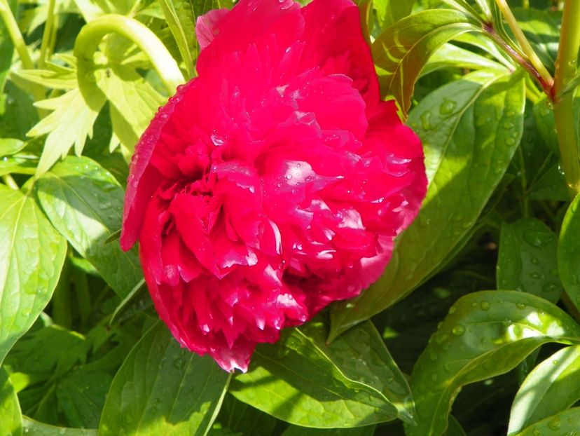 Rosea Plena - Bujori 2017