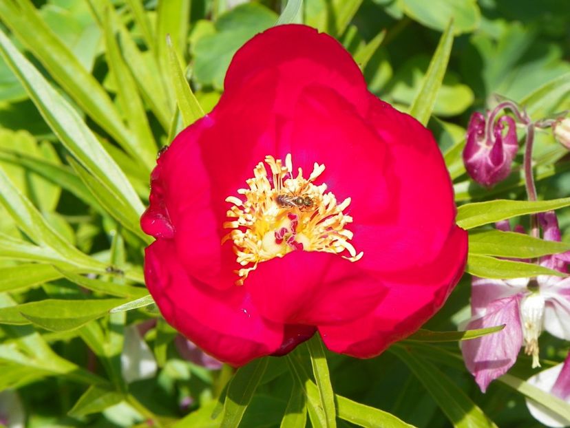 Early Scout - Bujori 2017