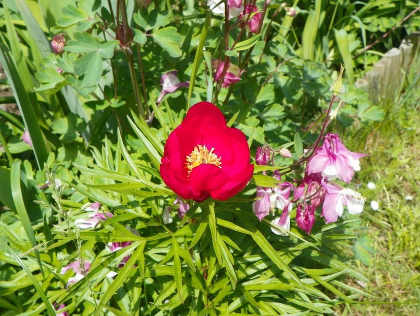 Early Scout - Bujori 2017