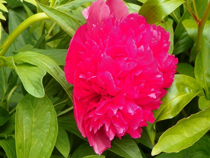 Rosea Plena - Bujori 2017