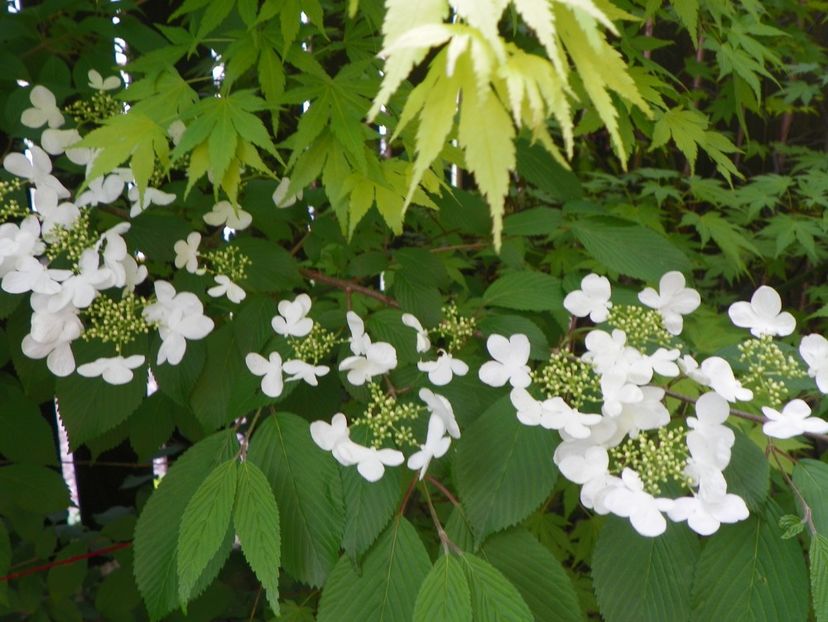 viburnum plic. Lanarth - Copacei si arbusti 2017