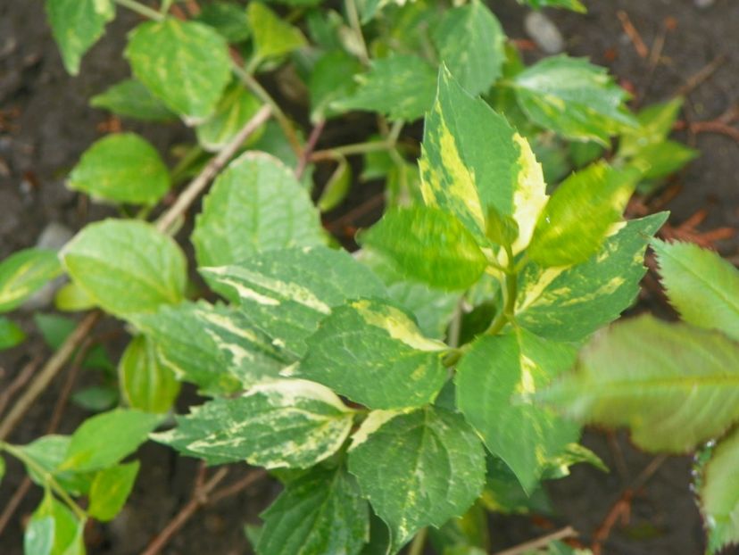 philadelphus variegatus - Copacei si arbusti 2017