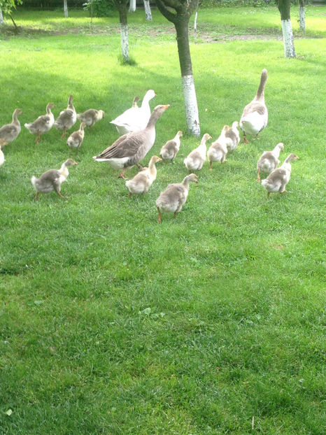  - a-Boboci de Gâscă 2017