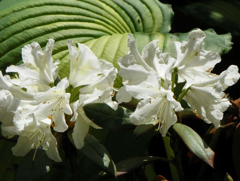 rhododendron Cunninghams White - Copacei si arbusti 2017